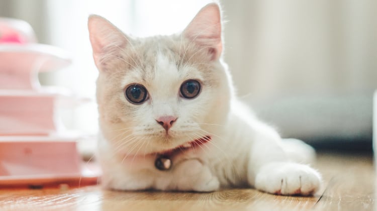 Top 10 cat food brands in China