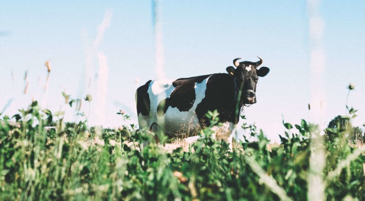 Top 10 milk brands in China