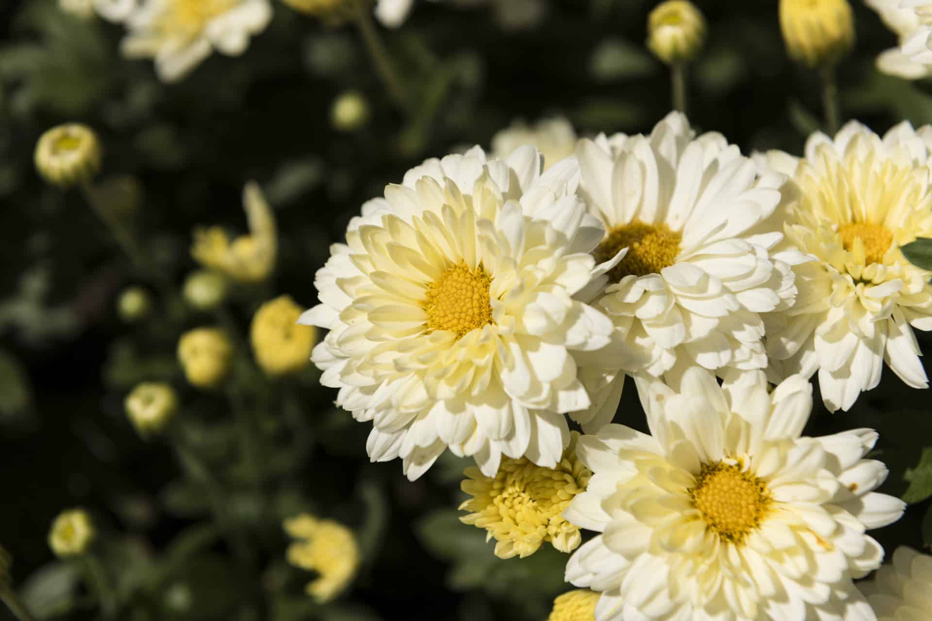 Top chinese flowers that every Chinese city loves
