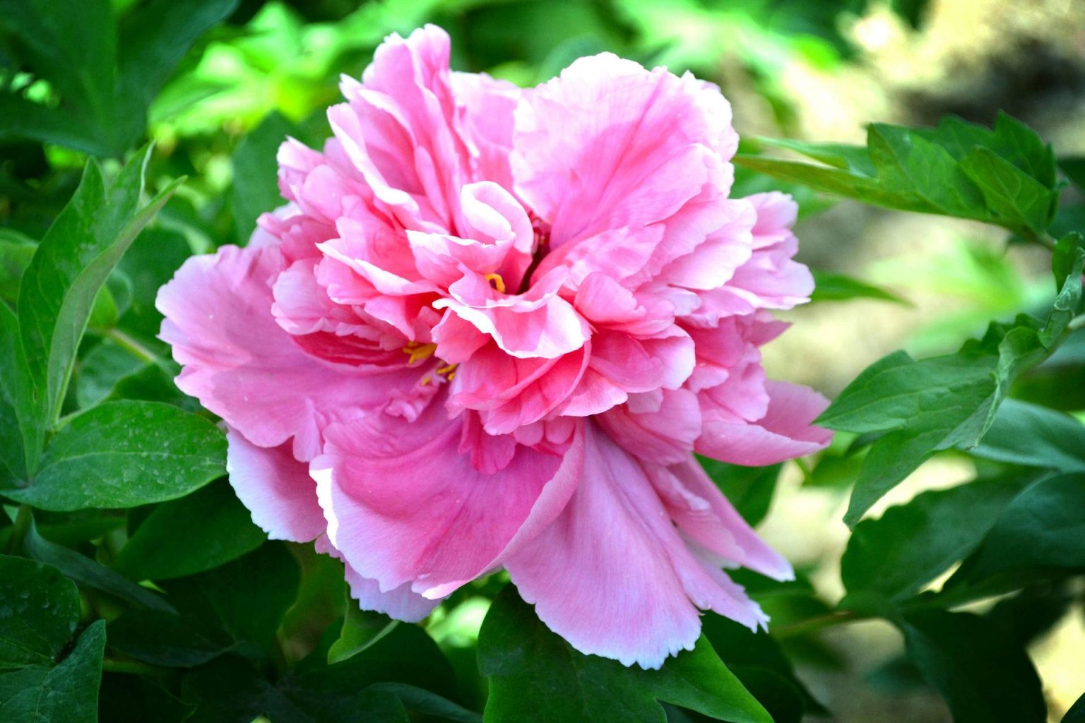 Top chinese flowers that every Chinese city loves Chinabrandhub