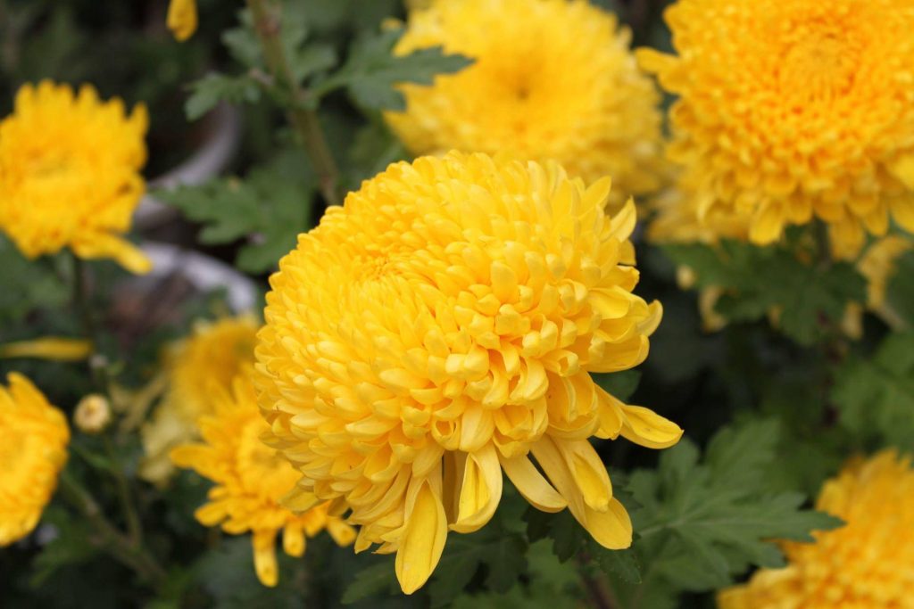 Top chinese flowers that every Chinese city loves Chinabrandhub